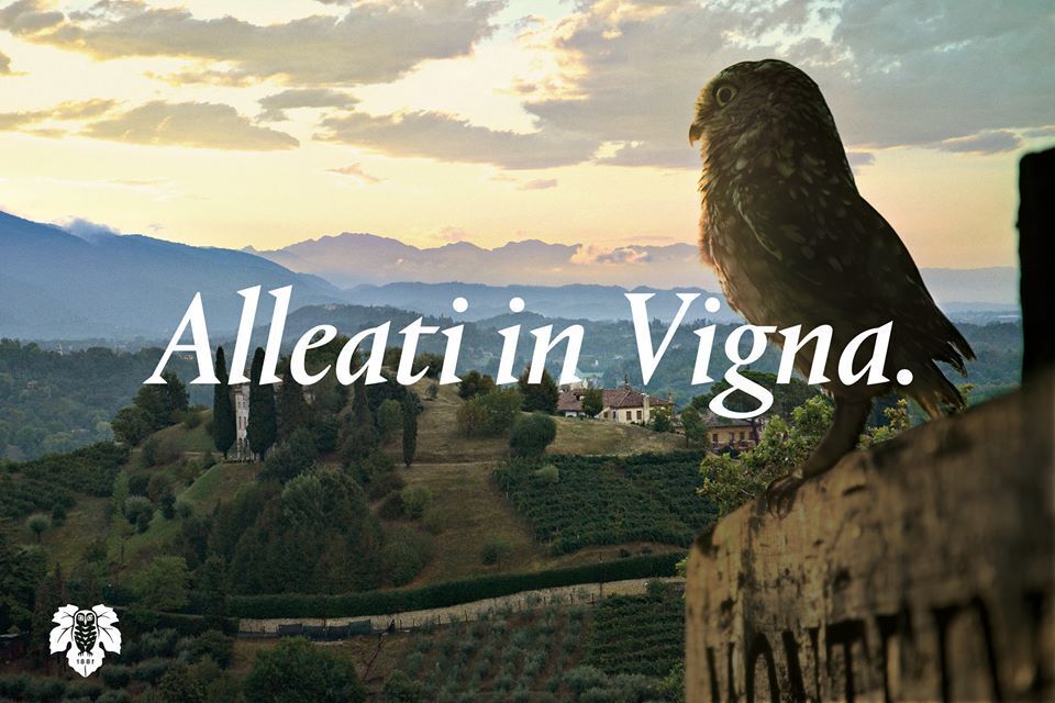 ALLEATI IN VIGNA:  Alla scoperta delle bollicine di Asolo sulle ali della civetta