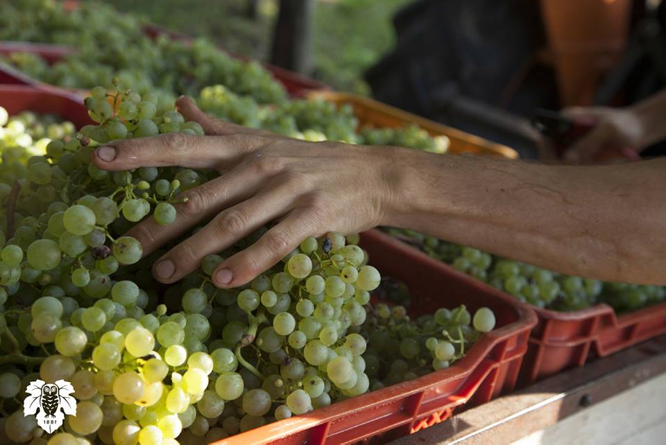 ALL’OMBRA DELLA ROCCA DI ASOLO UNA VENDEMMIA DI QUALITÀ