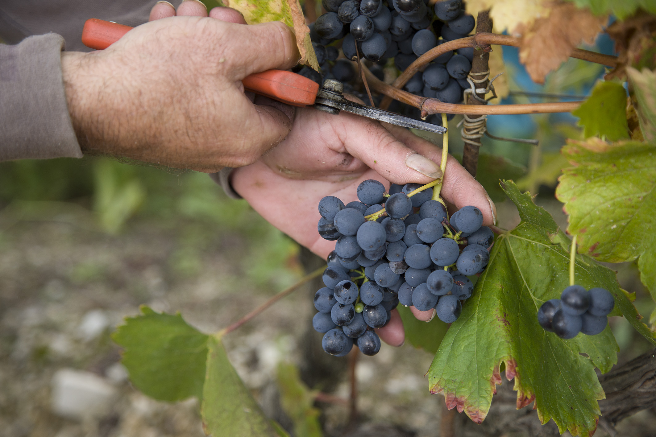 CASTELLO DI MELETO: LA VENDEMMIA 2017 SI TOCCA  CON MANO