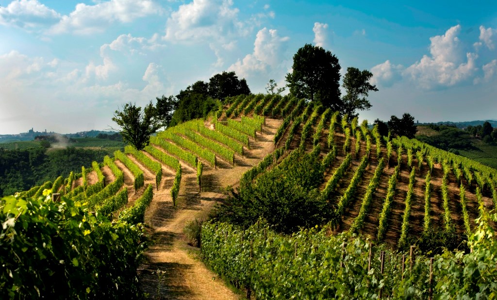 ROERO DAYS 2018: I VINI DEL ROERO GIOCANO IN CASA, TRA VIGNE INCANTATE, LIBRI E CASTELLI