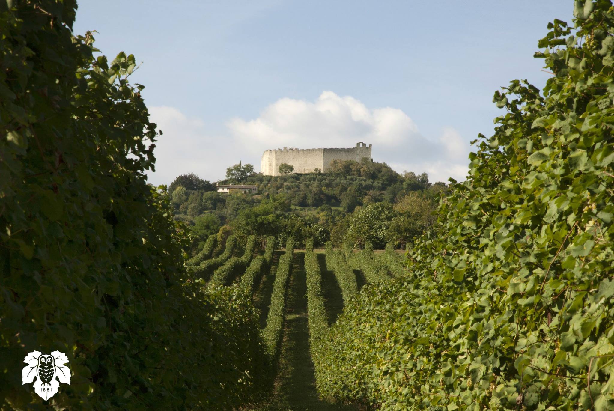 DEGUSTARE IMMERSI IN UN LUOGO MAGICO: a Vinitaly 2018 Montelvini porta un angolo del “vigneto ritrovato”