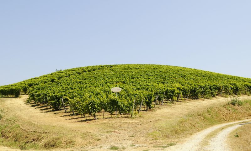 FERRARIS AGRICOLA INVESTE NEL TERRITORIO E DONA AL COMUNE DI CASTAGNOLE MONFERRATO UNA PANCHINA GIGANTE