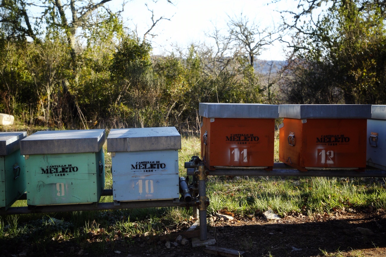 Nel nome dell’Ape: un progetto ecosostenibile  per eleggere i custodi dell’ambiente