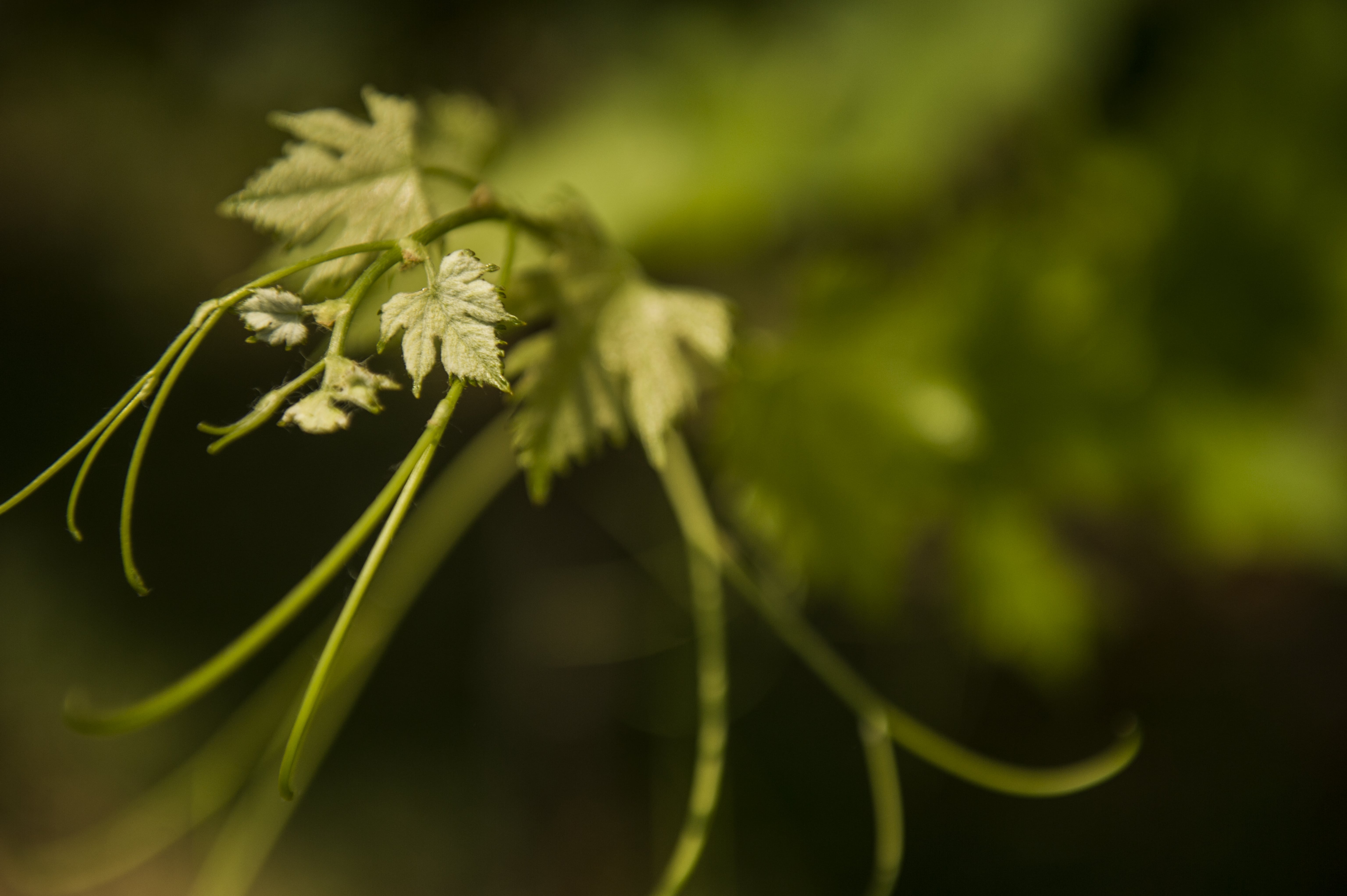 IL FUTURO DEL VINO È IBRIDO