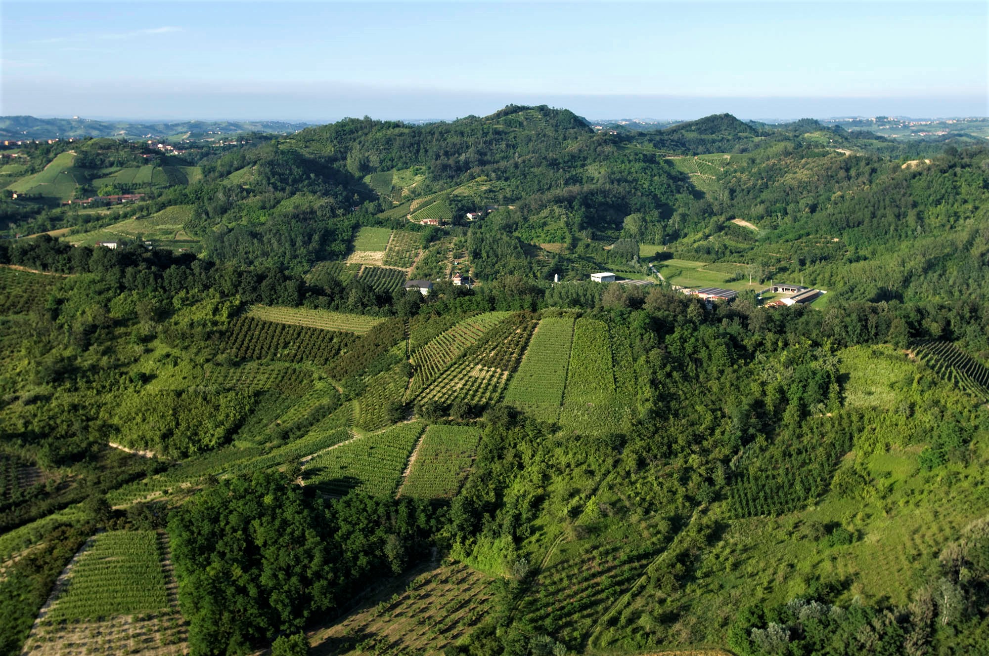 IL ROERO PROPONE VIGNE LIBERE DAL DISERBO